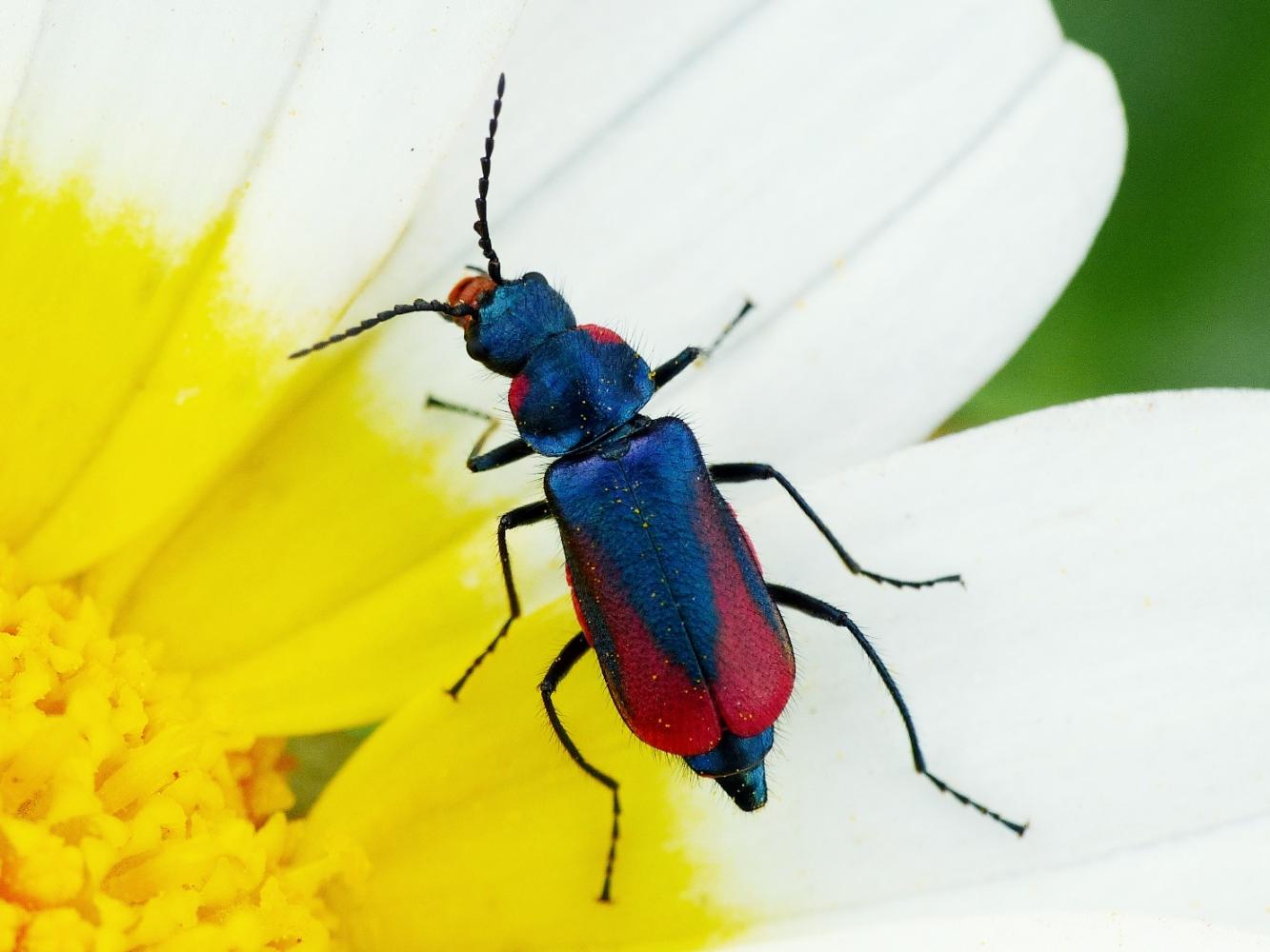 Malachius rubidus? no, M. stolatus - Santorini (Grecia)